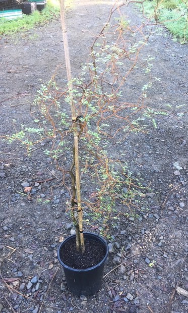 Sophora Microphylla – Kowhai Seeds – New Zealand Native, Cold Hardy, Full Sun