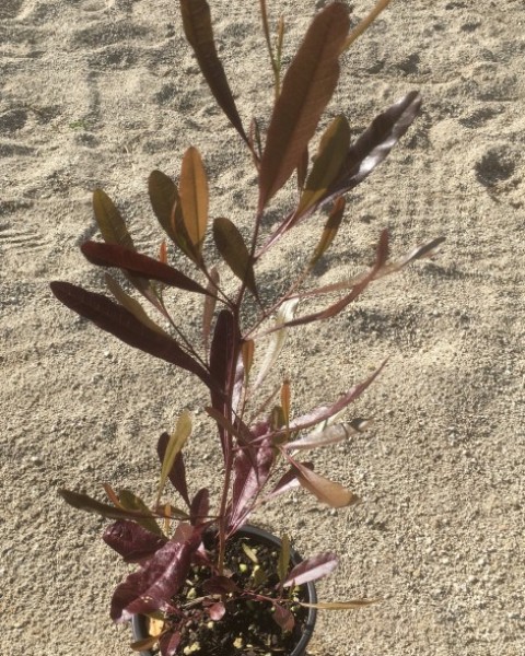 Akeake Purple - Dodonaea viscosa 'purpurea' image