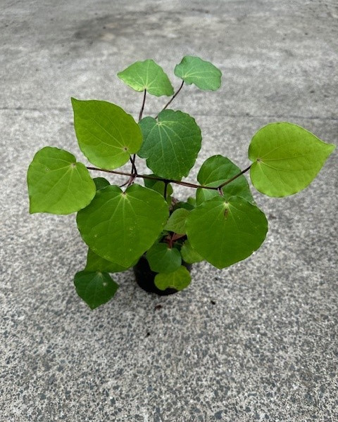 Kawakawa image