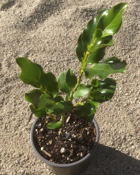 Griselinia littoralis 'Broadway Mint' image