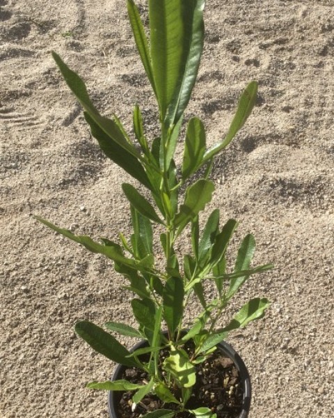 Akeake Green - Dodonaea viscosa image