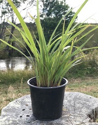 Native Plants » NZ Native Plant Nursery